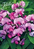 Lathyrus latifolia 'Red Pearl'